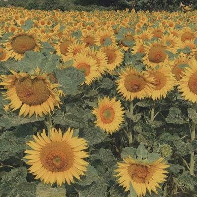 BOB·体育(中国)官方网站APP